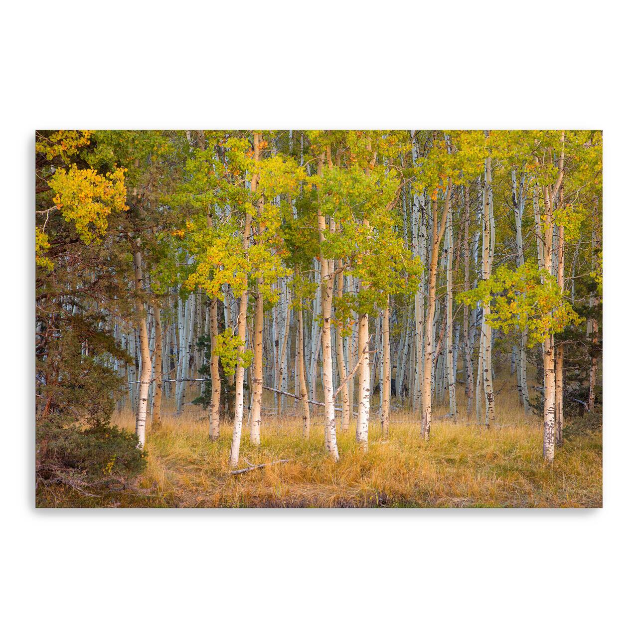 Lumaprints June Lake Aspen Giclée Canvas